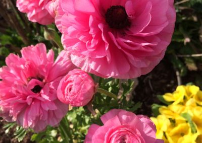 Springtime in Amador